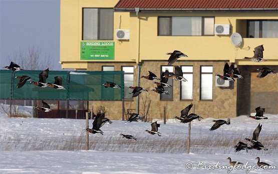 Vogelbeobachtungshütte, Durankulak